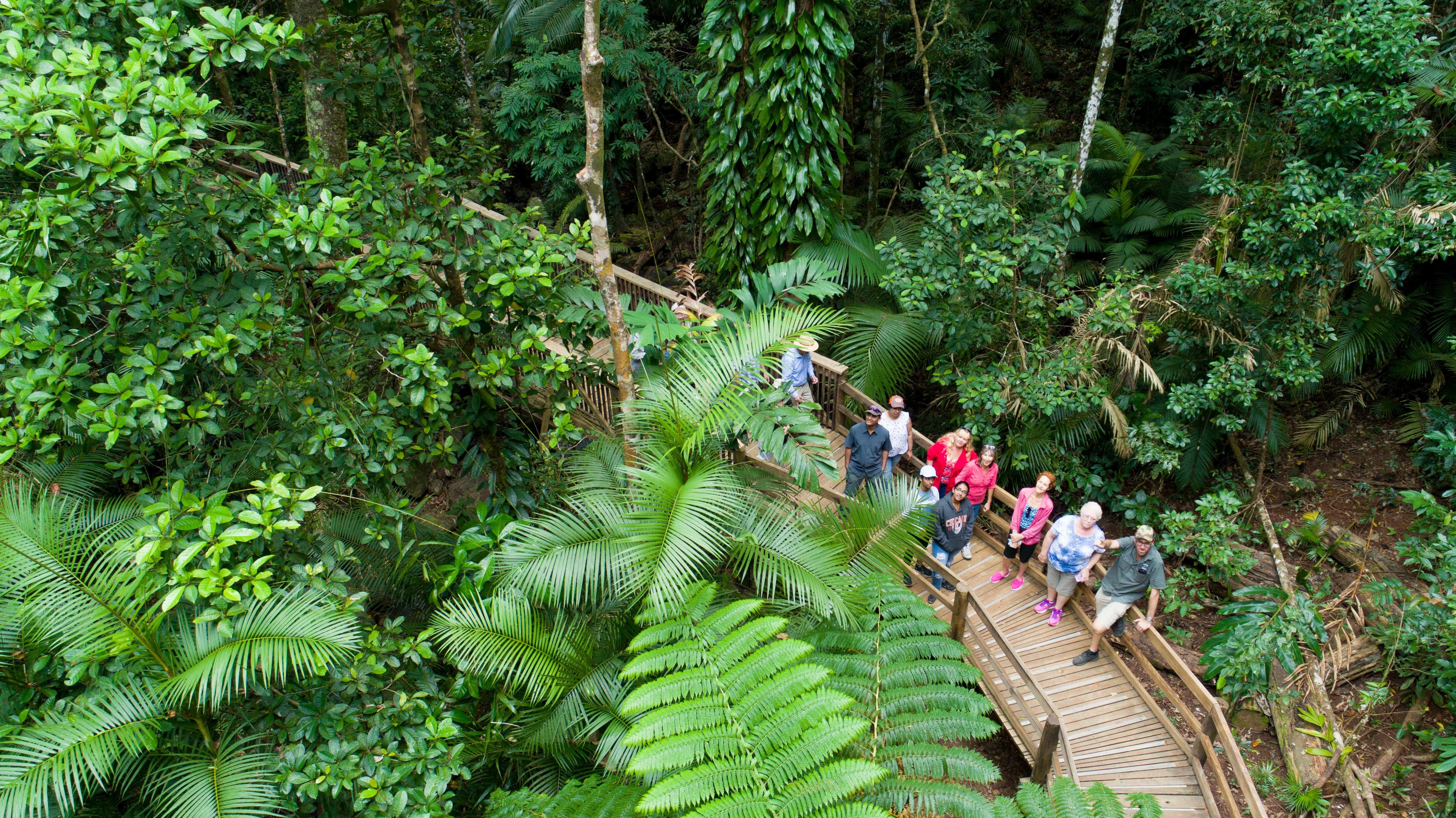 From Cairns: 4WD Daintree Rainforest & Cape Tribulation Tour