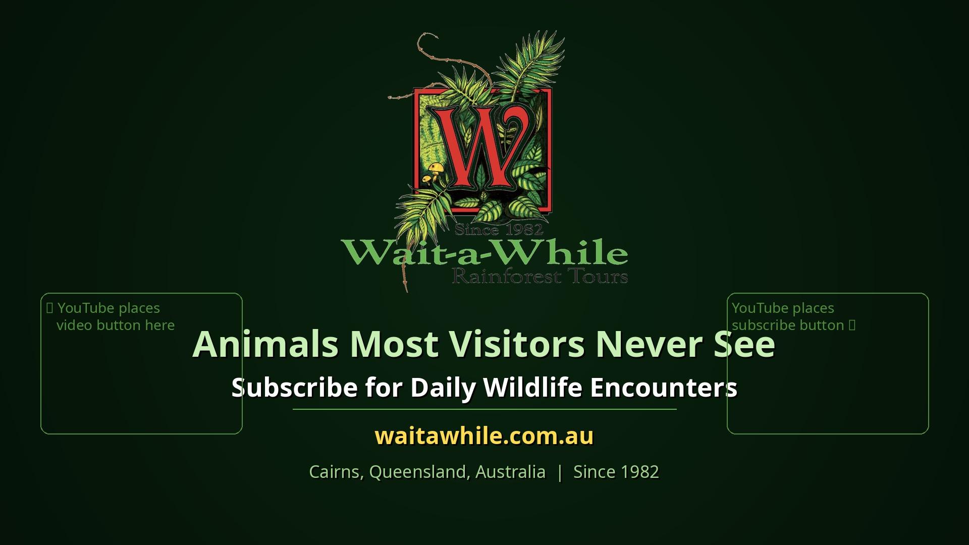 From Cairns: Rainforest, Platypus & Nocturnal Wildlife Tour - Small Group