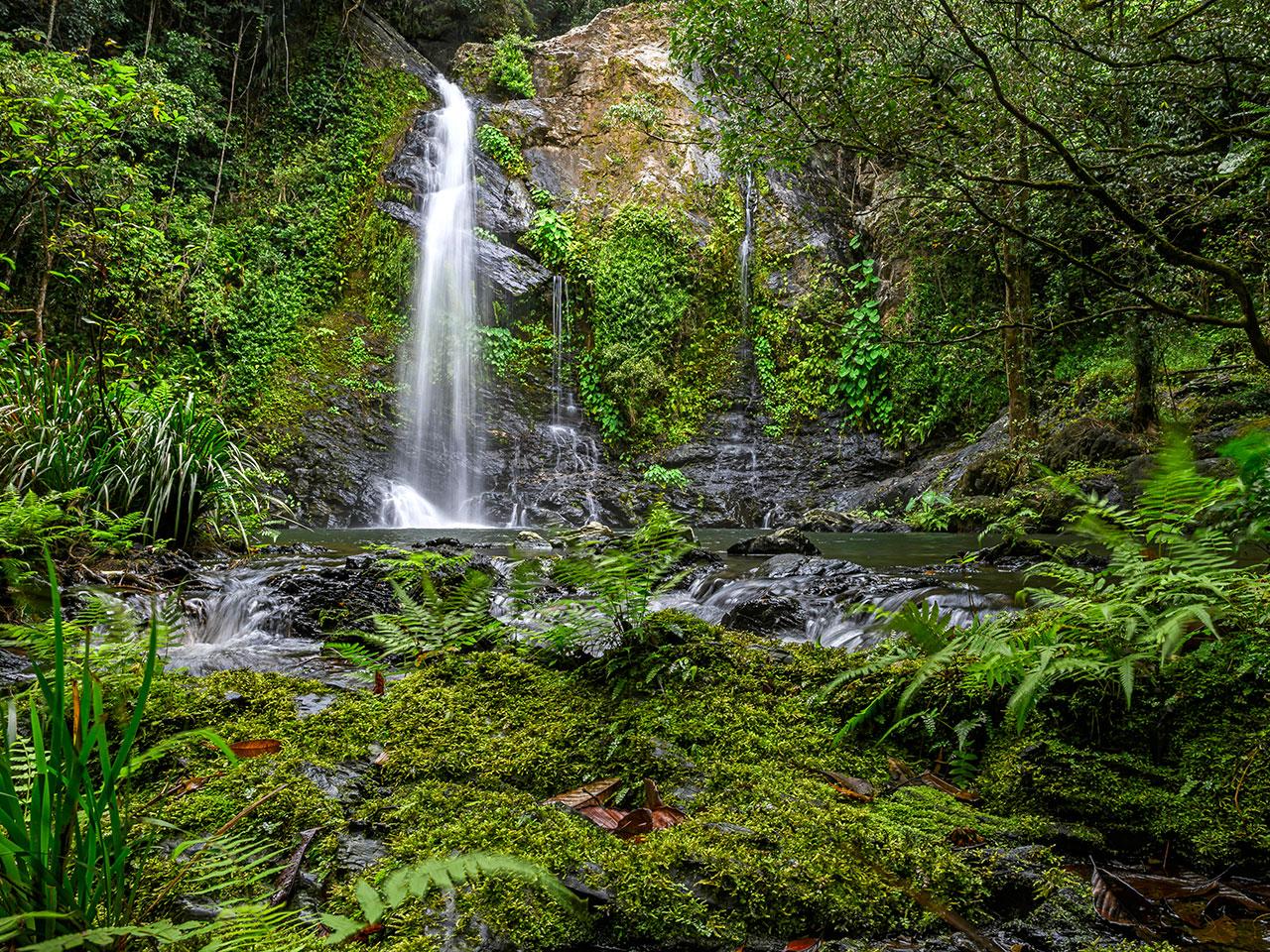 Daintree Rainforest Cassowary Falls Adventure Tour - Small Group