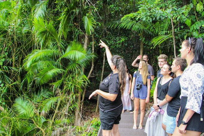 From Cairns: Daintree River Cruise & Cape Tribulation Bus Tour