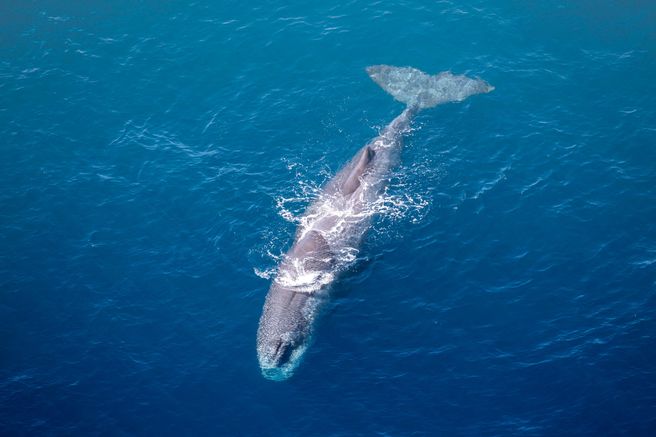 From Christchurch: Kaikoura Day Tour - Whale Watching Flight Included