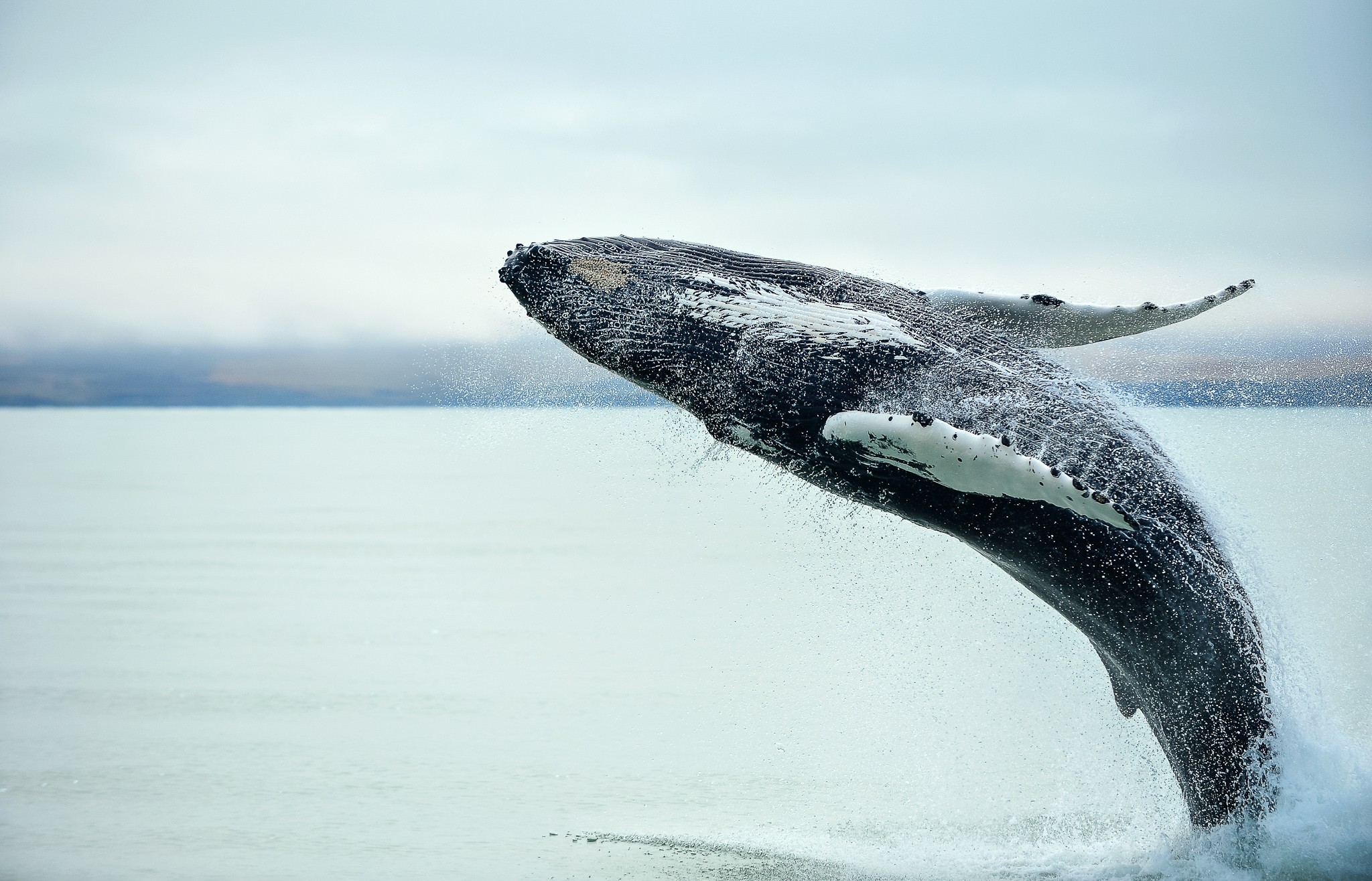 From Christchurch: Kaikoura Whale Watching Cruise Day Tour - Lunch Included
