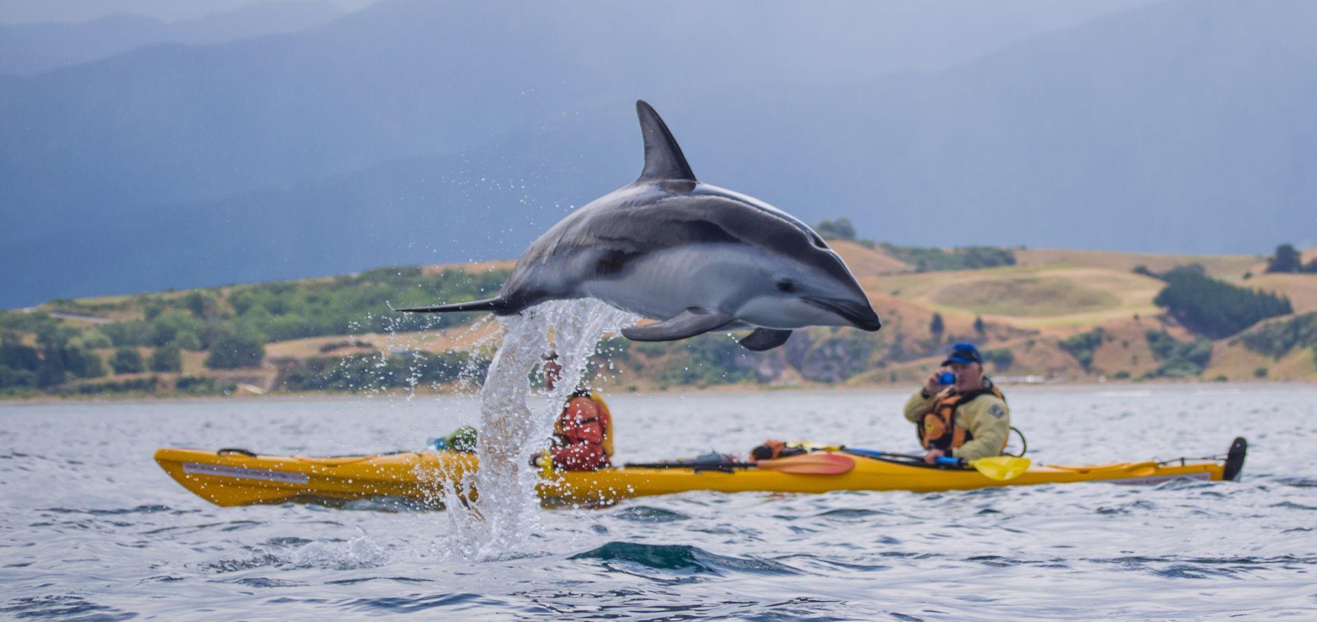 From Christchurch: Kaikoura Day Tour - Kayaking Included