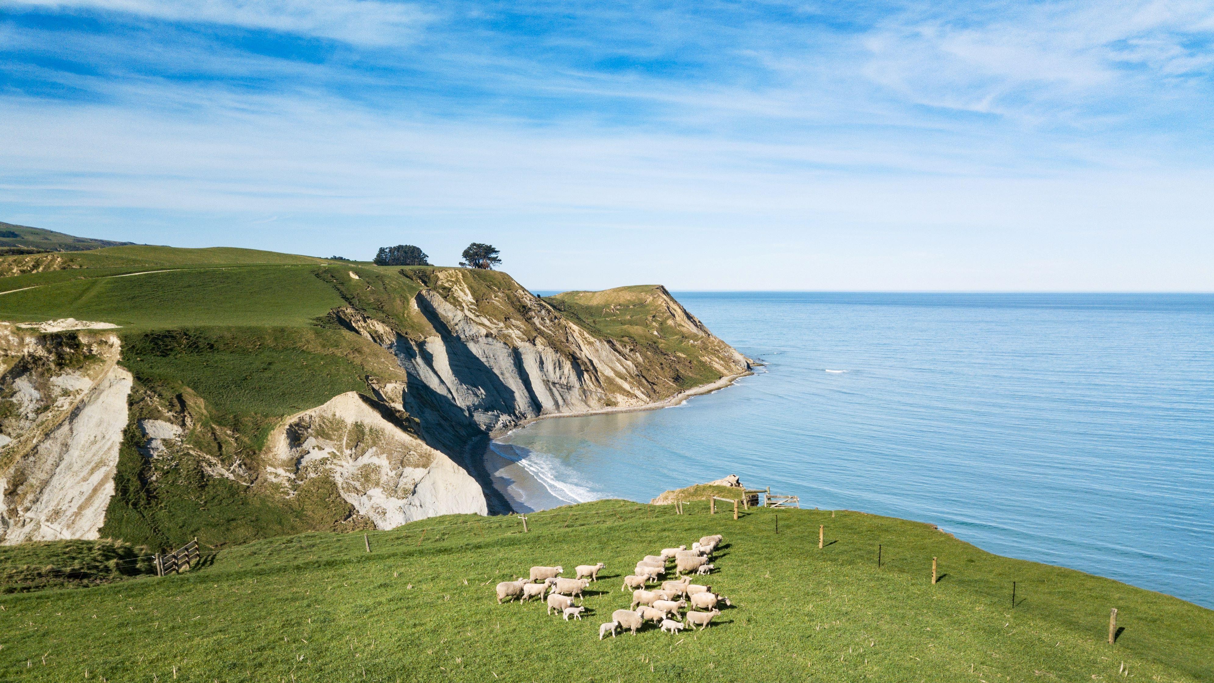 From Christchurch: Waipara Sheep Farm Experience & Winery Tour - Lunch Included
