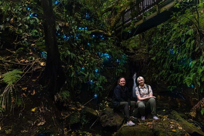 Auckland North Shore Awaruku Reserve Glowworm Tour