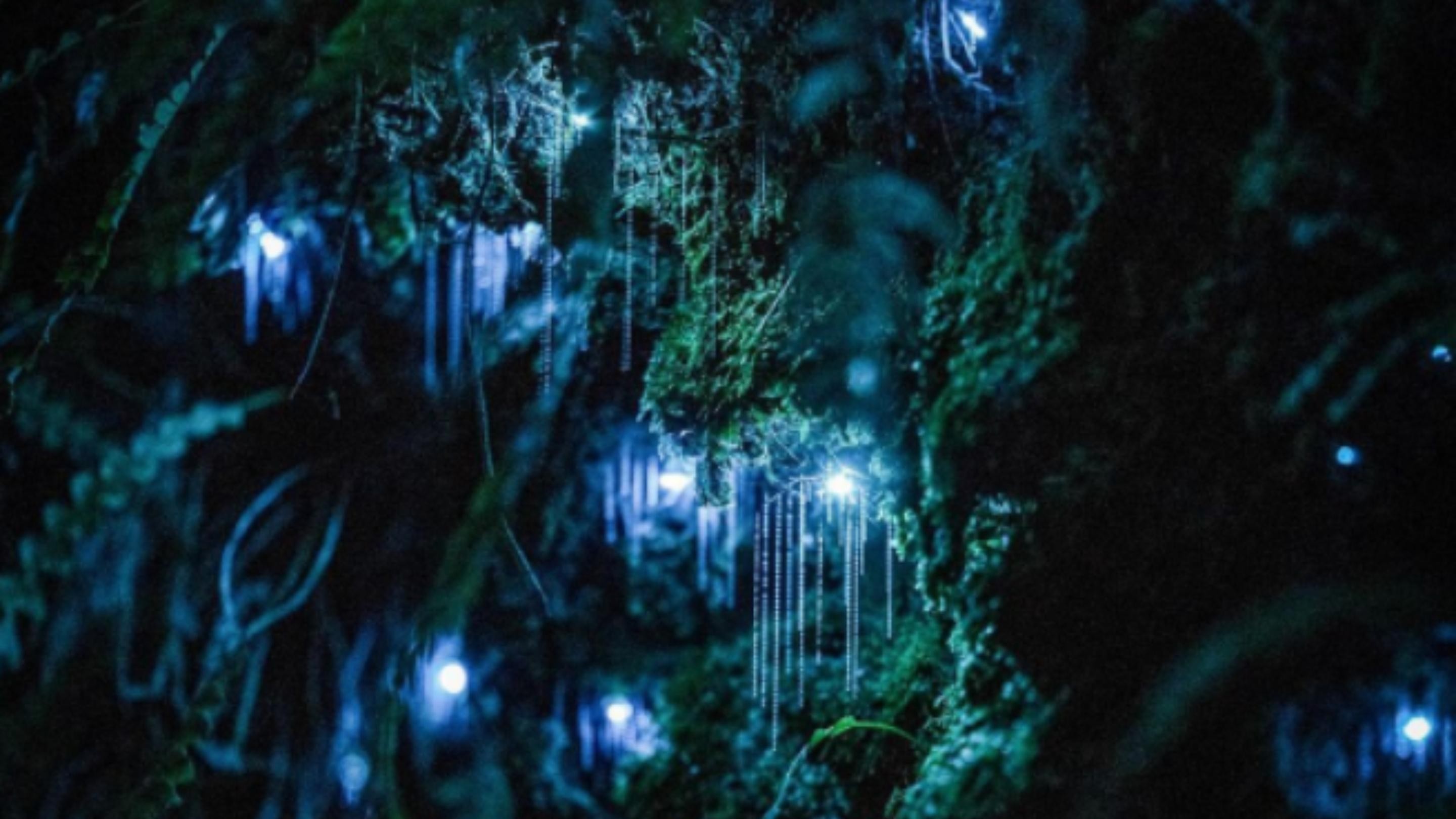 Auckland Native Forest Glowworm Night Walking Tour - Small Group
