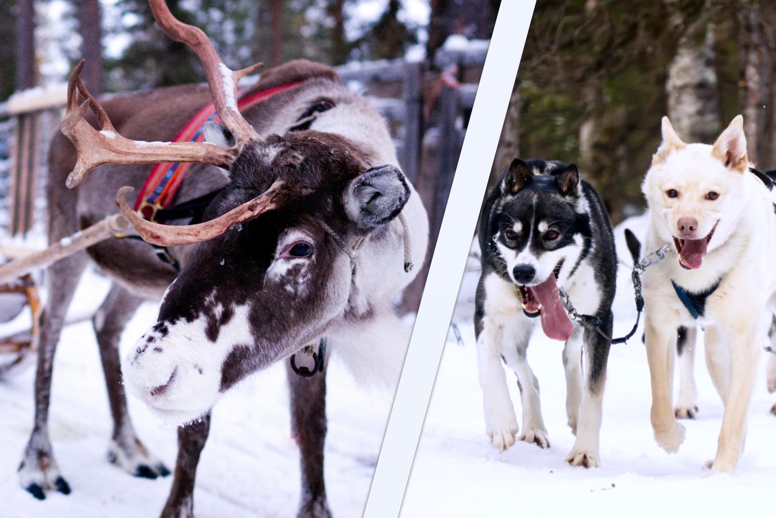 Levi Husky & Reindeer Sleigh Ride - 3-in-1 Combo with Snowmobile Sleigh