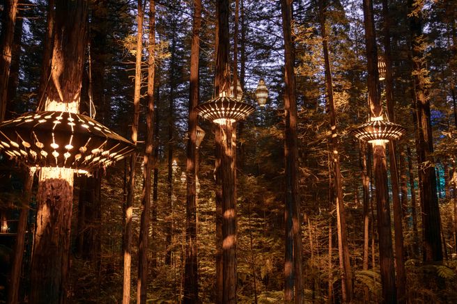 Rotorua Redwoods Altitude & Treewalk & Nightlights Combo Pass