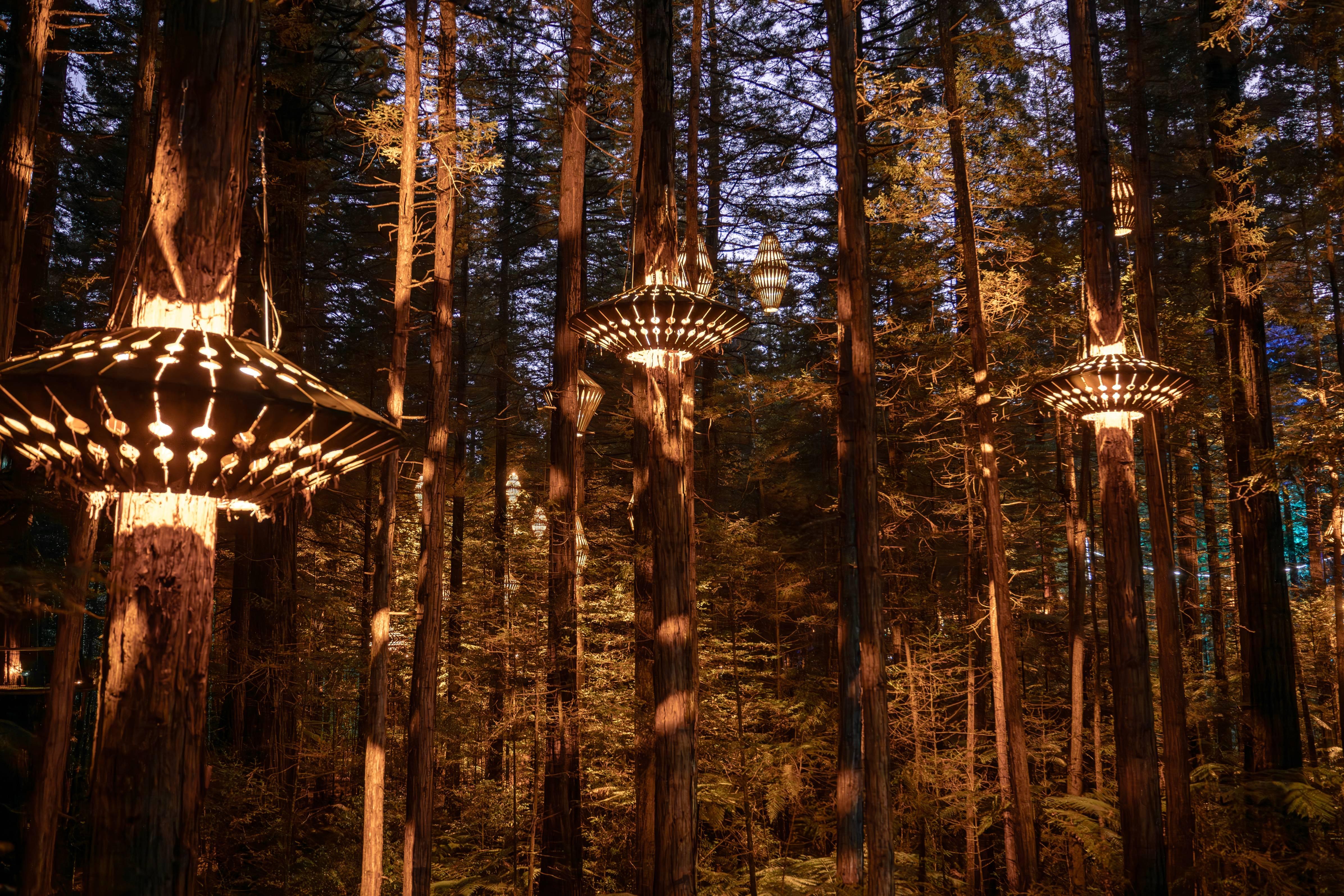 Rotorua Redwoods Altitude & Treewalk & Nightlights Combo Pass