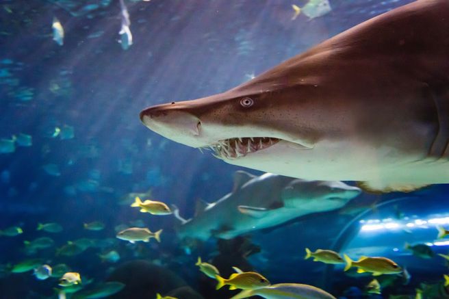 トロント リプリーズ水族館 午後5時以降 夜間入場券