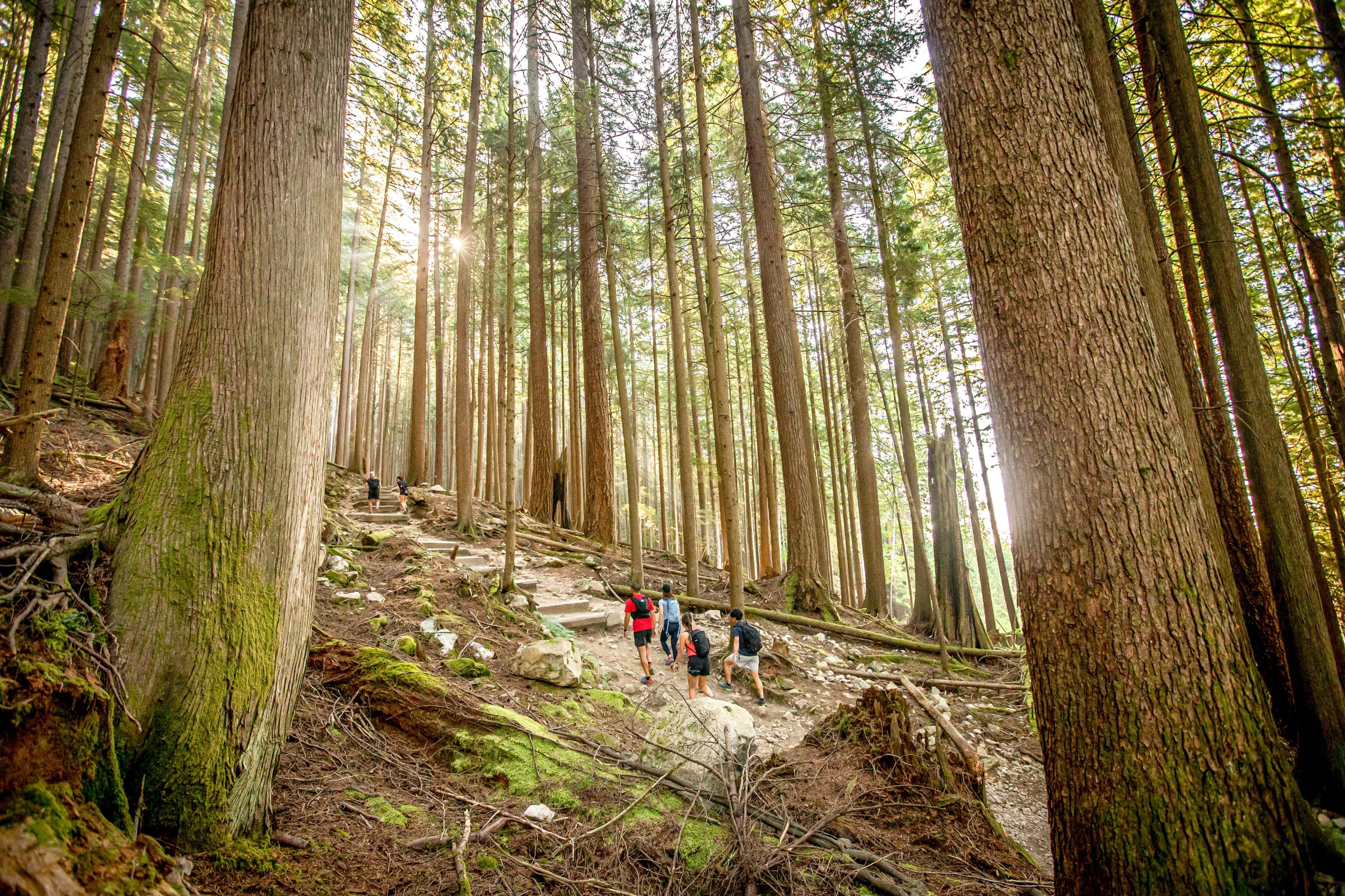 Vancouver Grouse Grind & Lynn Canyon Hiking Tour - Gondola Descent Included