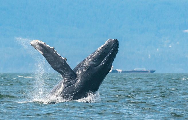 Vancouver Richmond Whale Watching Zodiac Boat Tour