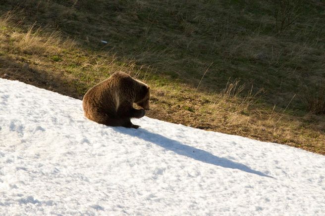バンフ国立公園 夕方の野生動物サファリツアー - ホテル送迎付き
