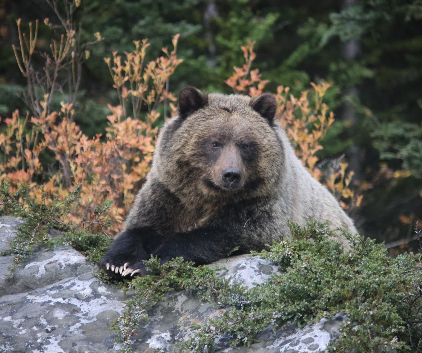 Banff Bow Falls, Lake Minnewanka & Mt. Norquay Wildlife Tour - Hotel Pick-up