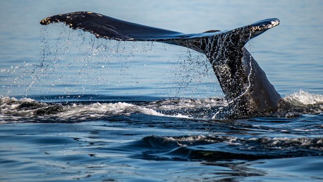 Tadoussac/Charlevoix Departure: Whale Watching Boat Tour