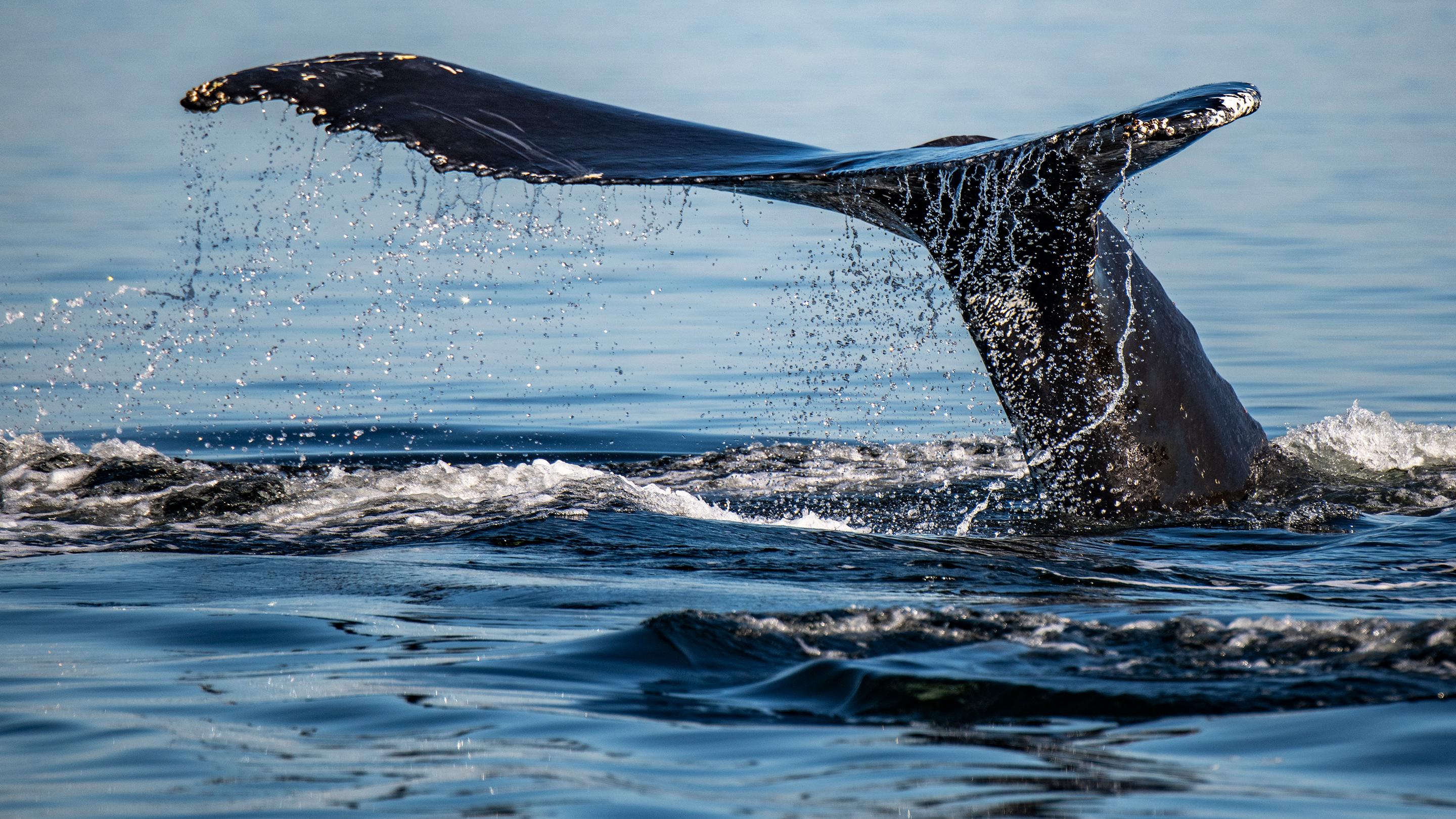 Tadoussac/Charlevoix Departure: Whale Watching Boat Tour