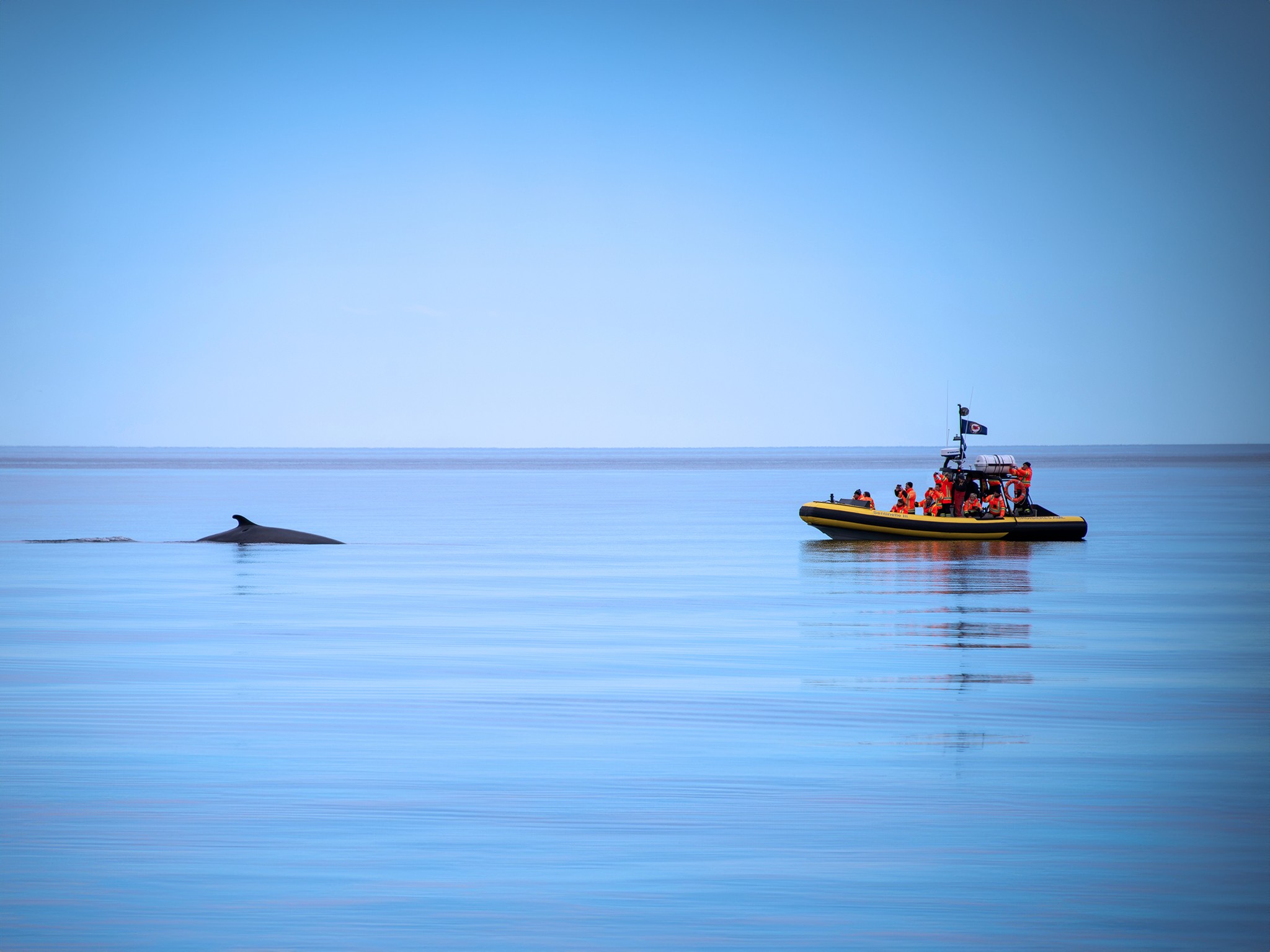 Tadoussac/Charlevoix Departure: Whale Watching Zodiac Boat Tour