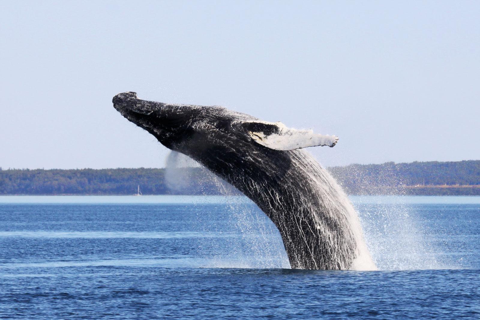 From Quebec City: Charlevoix Whale Watching Day Trip - Round-Trip Bus Included