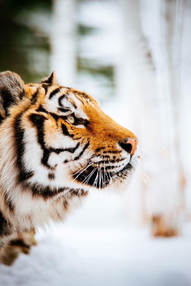 Zoo sauvage de Saint-Félicien Admission Ticket in Québec