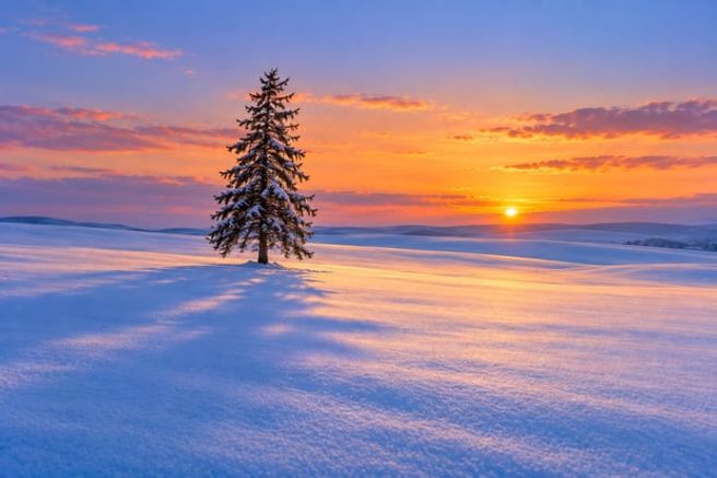 札幌発:黄昏のクリスマスツリーの木&青い池・ニングルテラス イルミネーションツアー