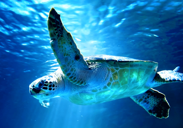 札幌発：おたる水族館＆白い恋人パーク 日帰りツアー