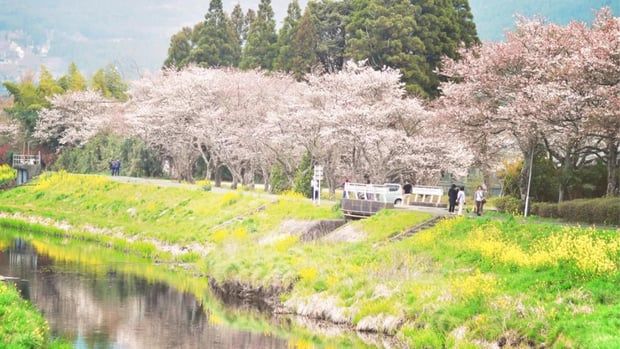 福岡発:太宰府 & 別府ロープウェイ・湯布院フローラルビレッジ 日帰りツアー