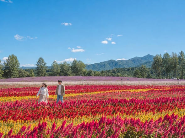 From Seoul: Cheorwon Hantangang Columnar Joints & Goseokjeong Flower Garden & Yangju Nari Park Tour