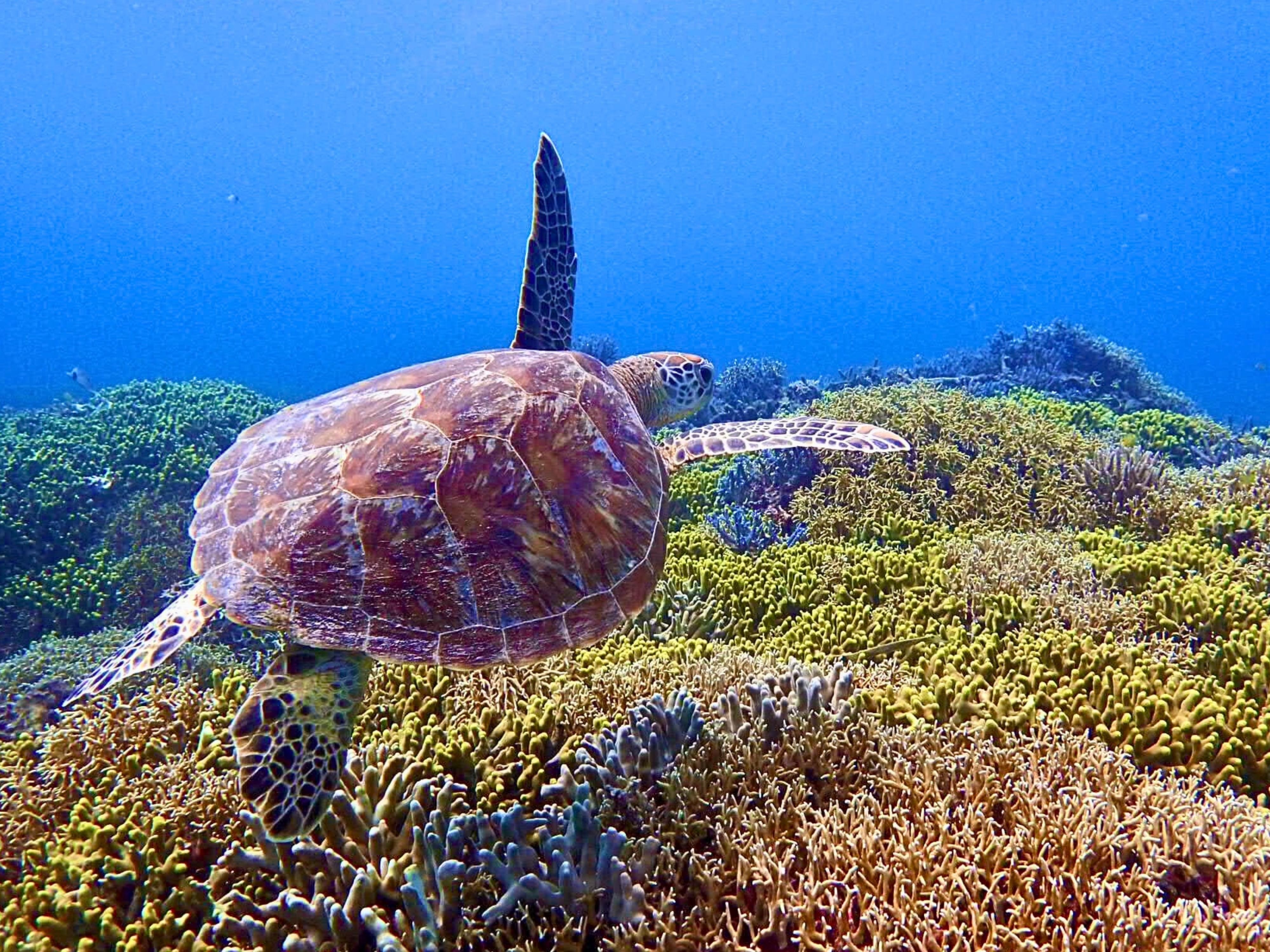 From Naha: Tokashiki Island Turtle Snorkeling Tour - Photos Included