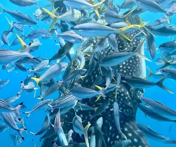 activity_detail_image