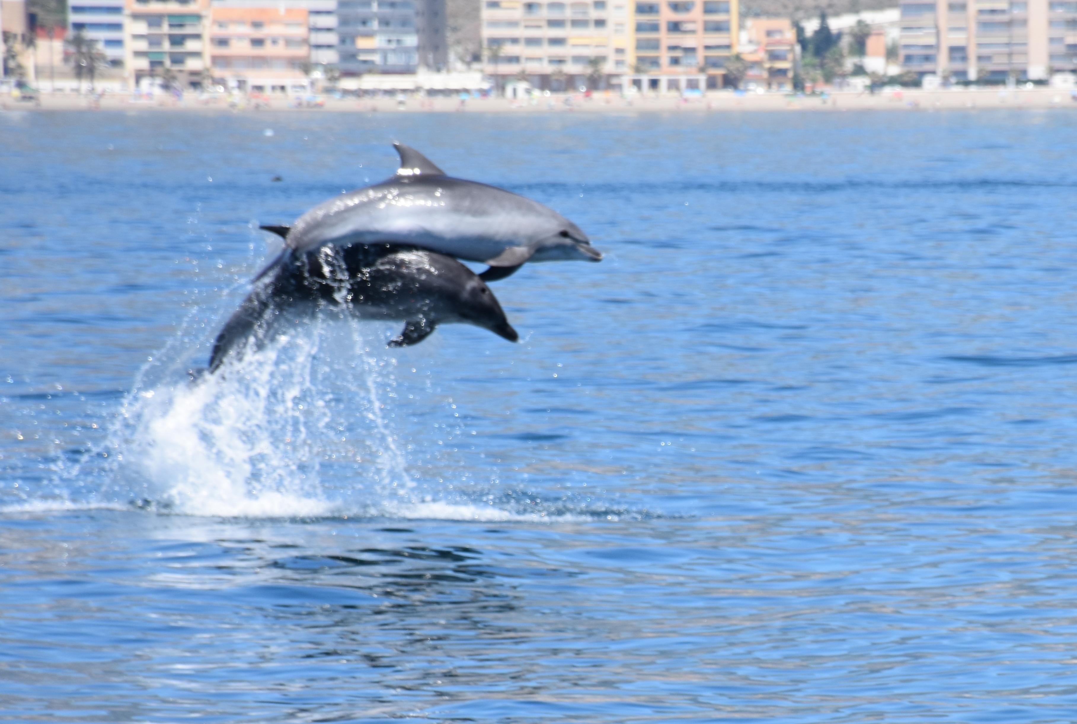 Benalmádena Dolphin Watching Catamaran Cruise