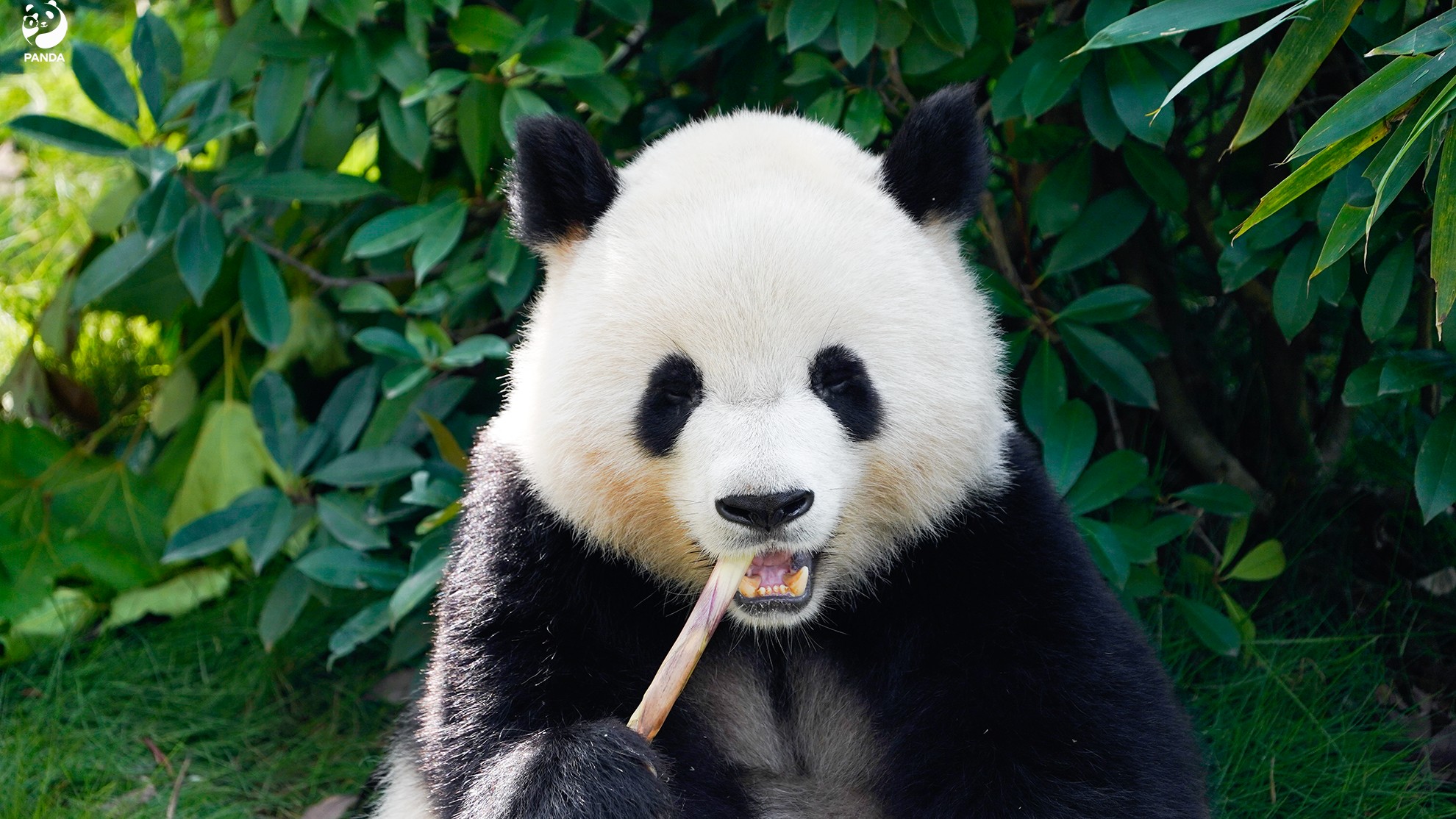 Shanghai Zoo Giant Panda Combo Admission Ticket