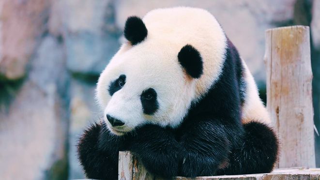 Shanghai Wild Animal Park Admission Ticket