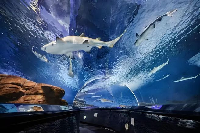 Shanghai Ocean Aquarium Ticket
