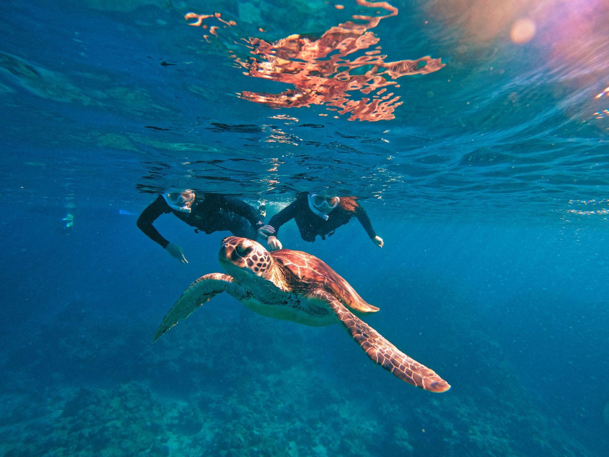 Ishigaki Island Blue Cave & Sea Turtle Small-Group Snorkeling - Hotel Pickup