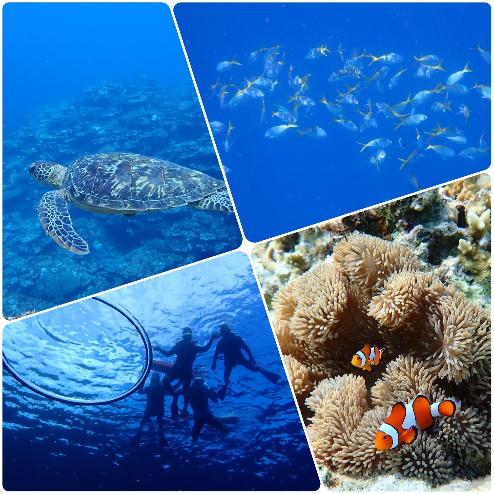 Ishigaki Island Sea Turtle Small-Group Snorkeling Tour - Photos Included