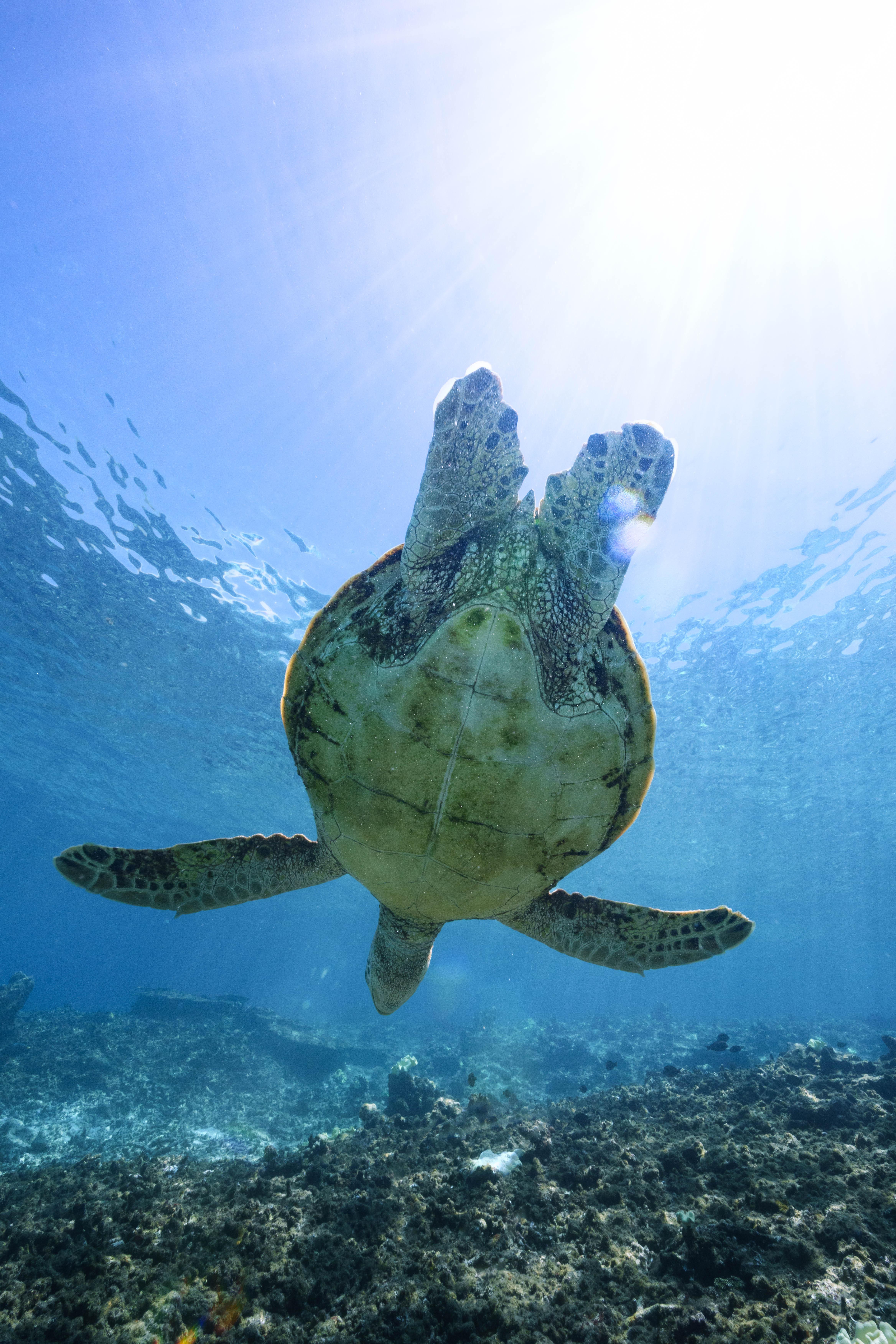 Ishigaki Island Hidden Beach Private Snorkeling & Arakawa Falls Tour - Photos Included