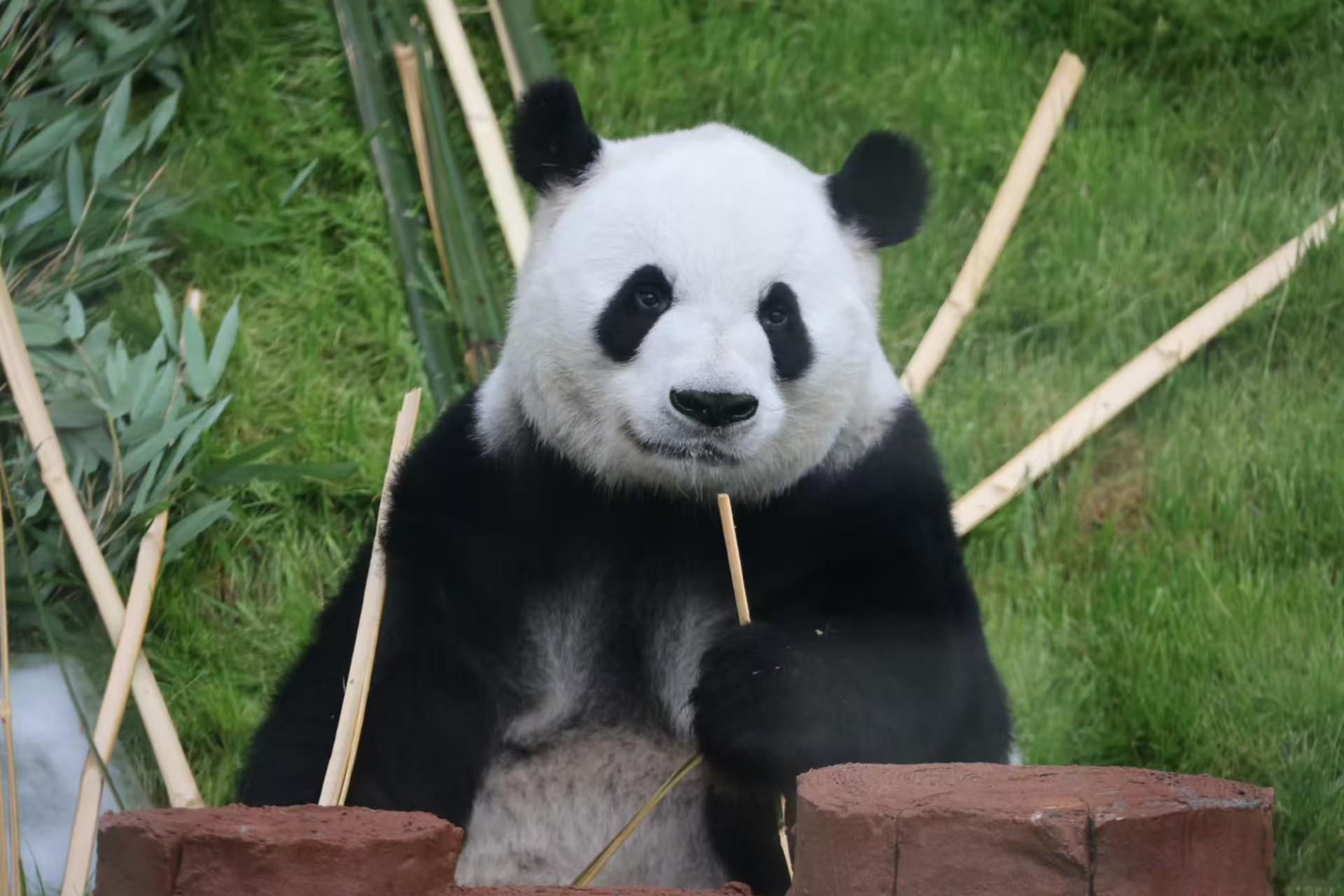 WAUG Inc.: Skip the Line for Beijing Zoo Giant Panda Tickets