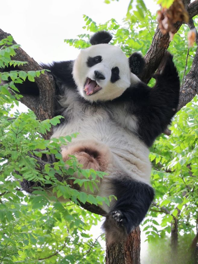 Beijing Zoo & Panda House Combo Ticket