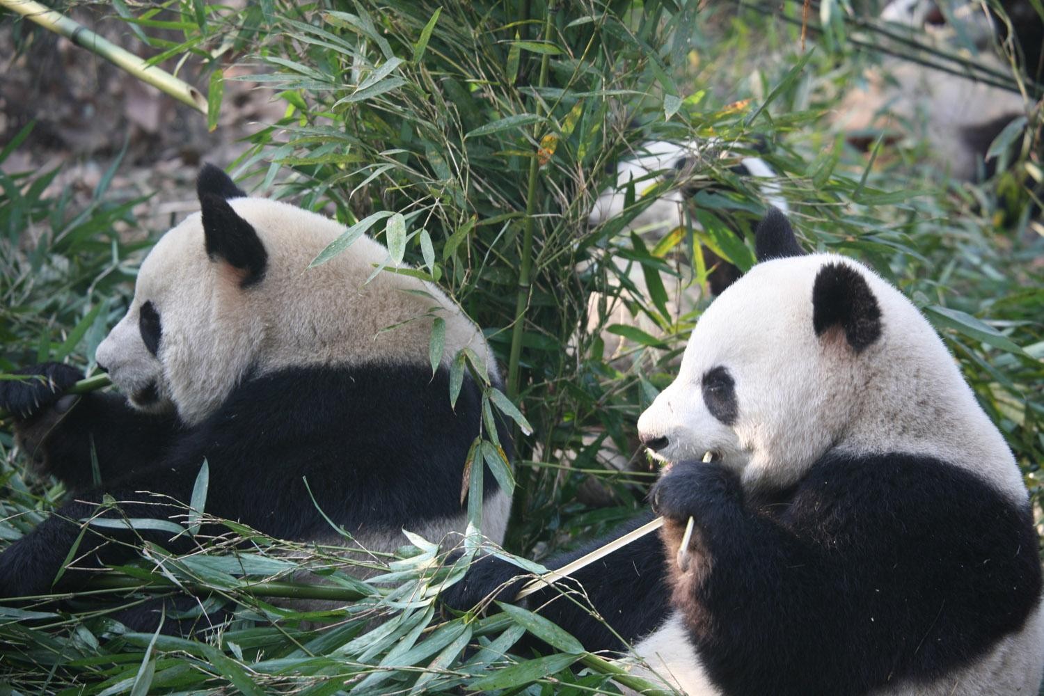 Beijing Zoo Admission Ticket with Panda House