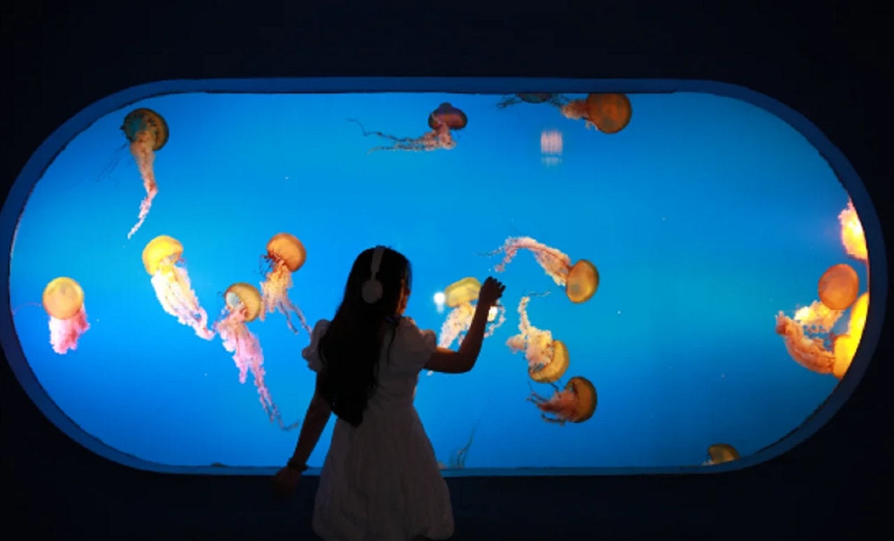 Beijing Pacific Underwater World Aquarium Ticket
