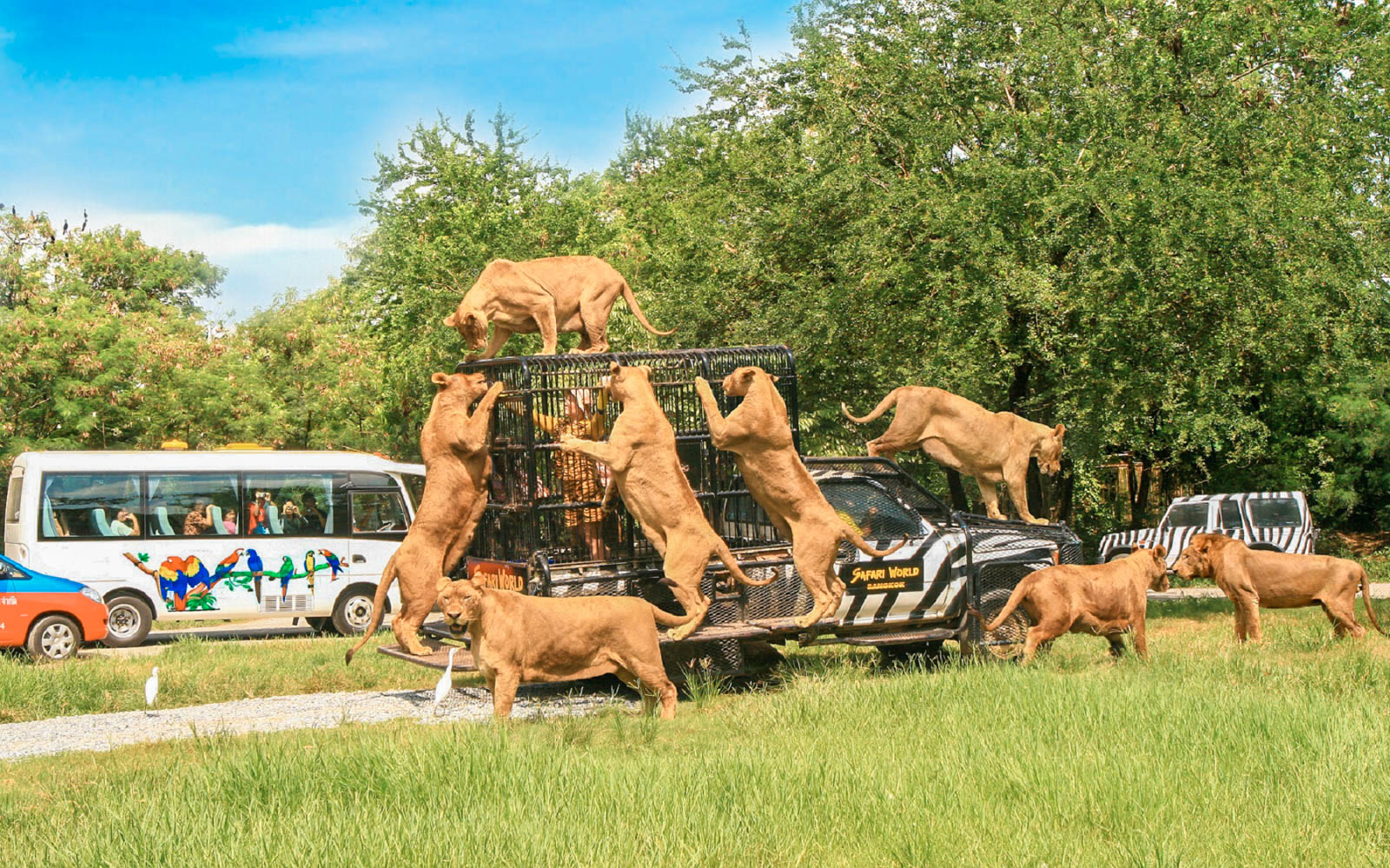Bangkok Safari World Safari Park & Marine Park Ticket