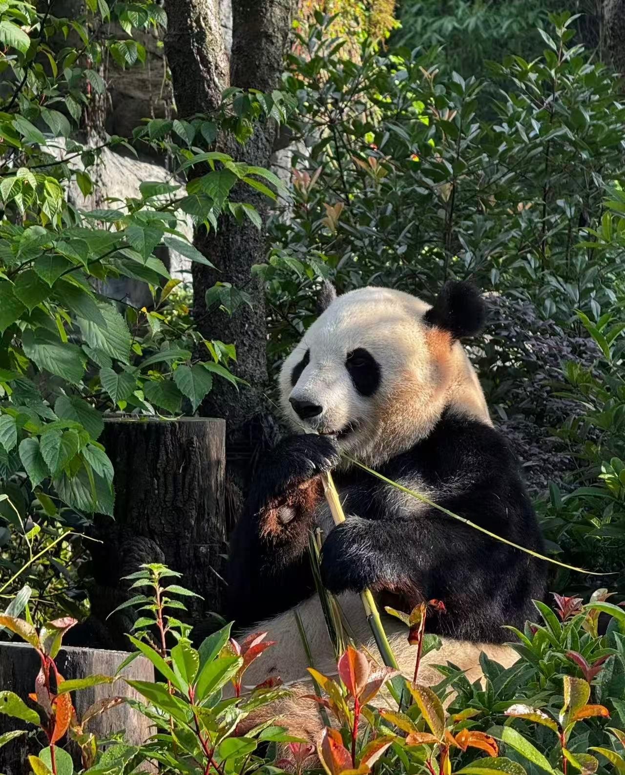 Chengdu Dujiangyan Panda Valley Ticket - Direct Entry with Passport & Red Panda Forest