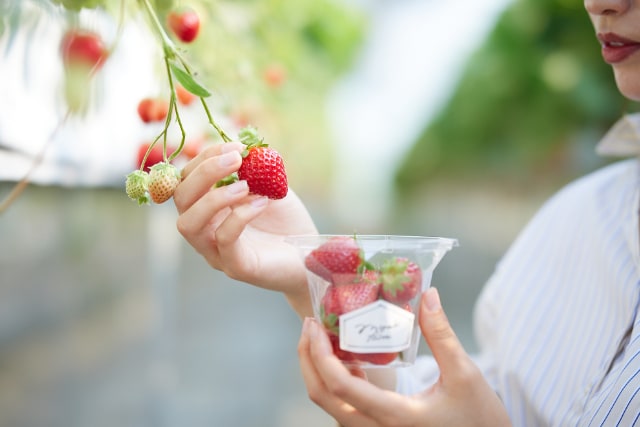 Miyagi MIGAKI FARM Strawberry Picking Experience in Yamamoto