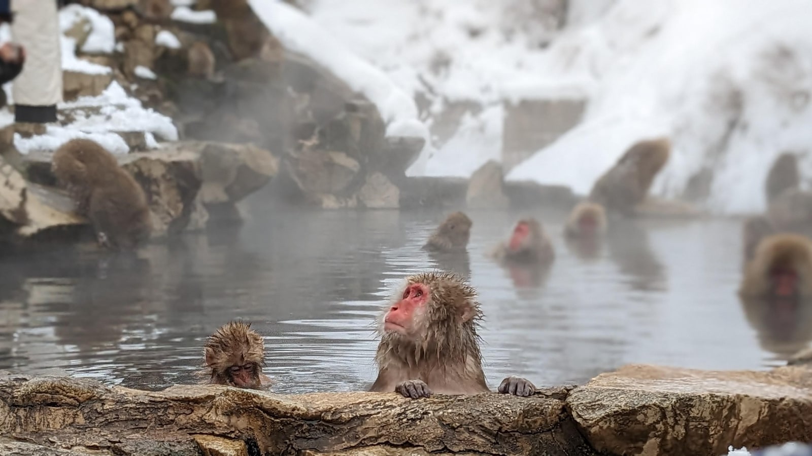 From Tokyo: Jigokudani Snow Monkey Day Tour