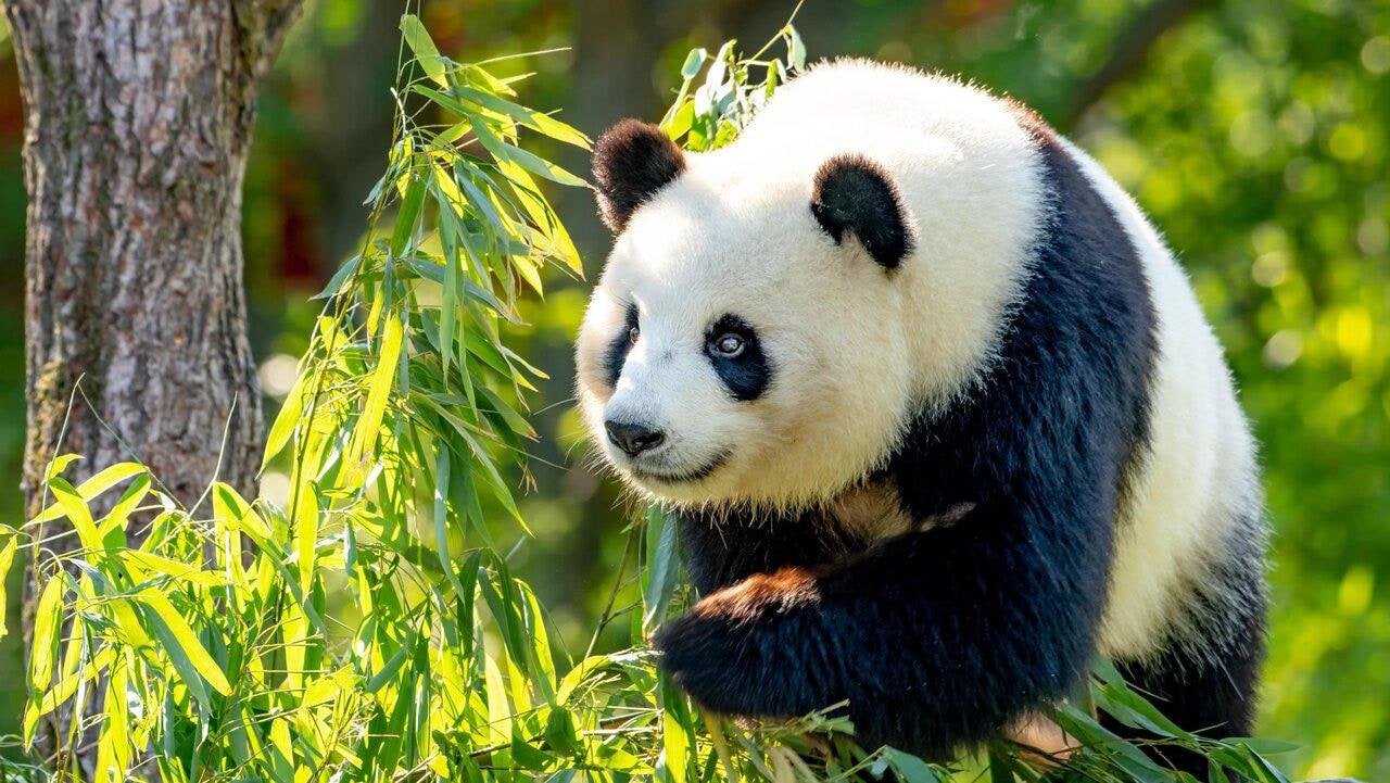 Beijing Zoo & Panda House Ticket - Skip the Ticket Line