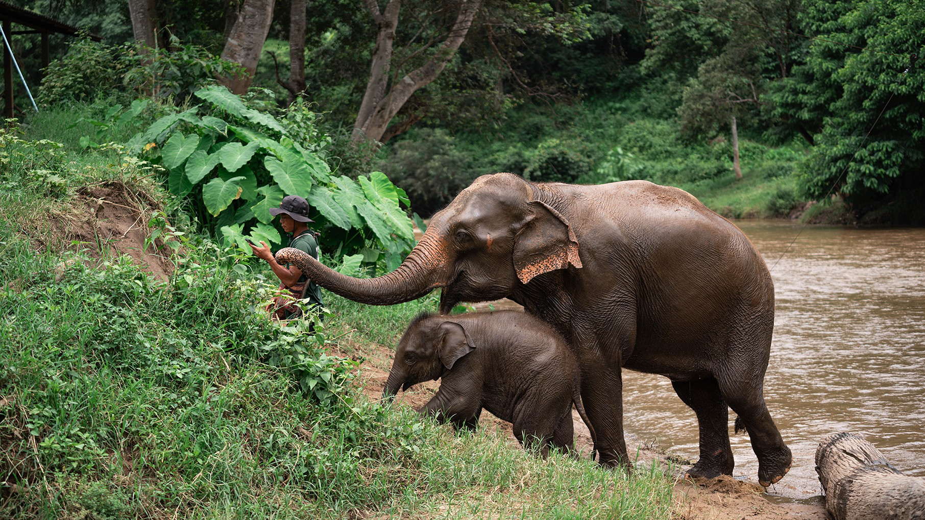 Chiang Mai Elephant Sanctuary & Long Neck Village & Sticky Waterfall Day Tour - Elephant Bathing