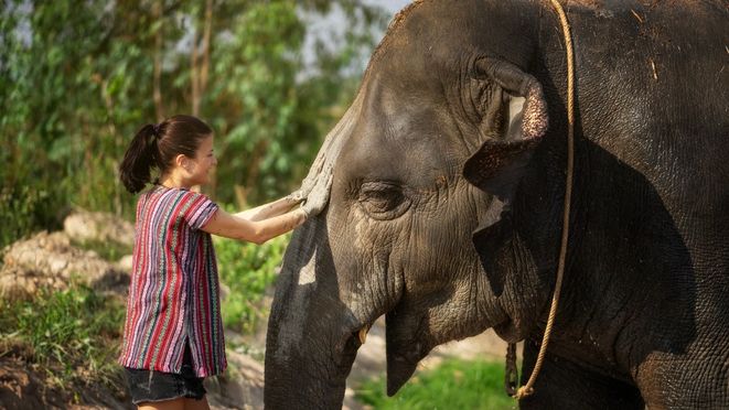 Pattaya Elephant Jungle Sanctuary Half-Day Tour - Hotel Pickup & Thai Meal Included