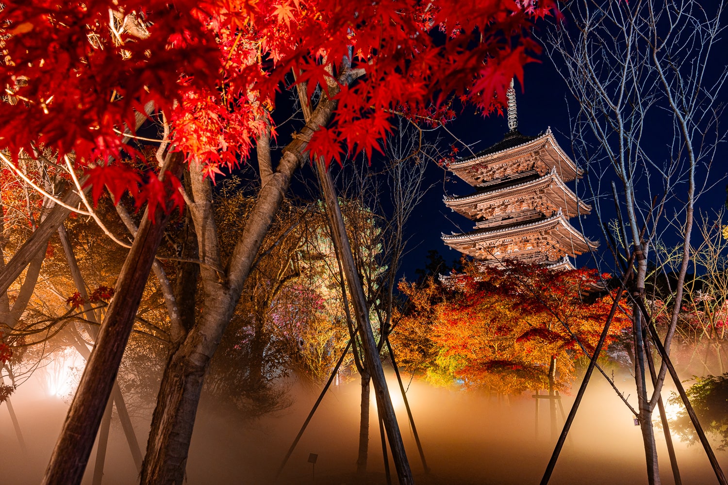 Kyoto Ninna-ji Autumn Leaves & Sea of Clouds Light-Up Night Ticket
