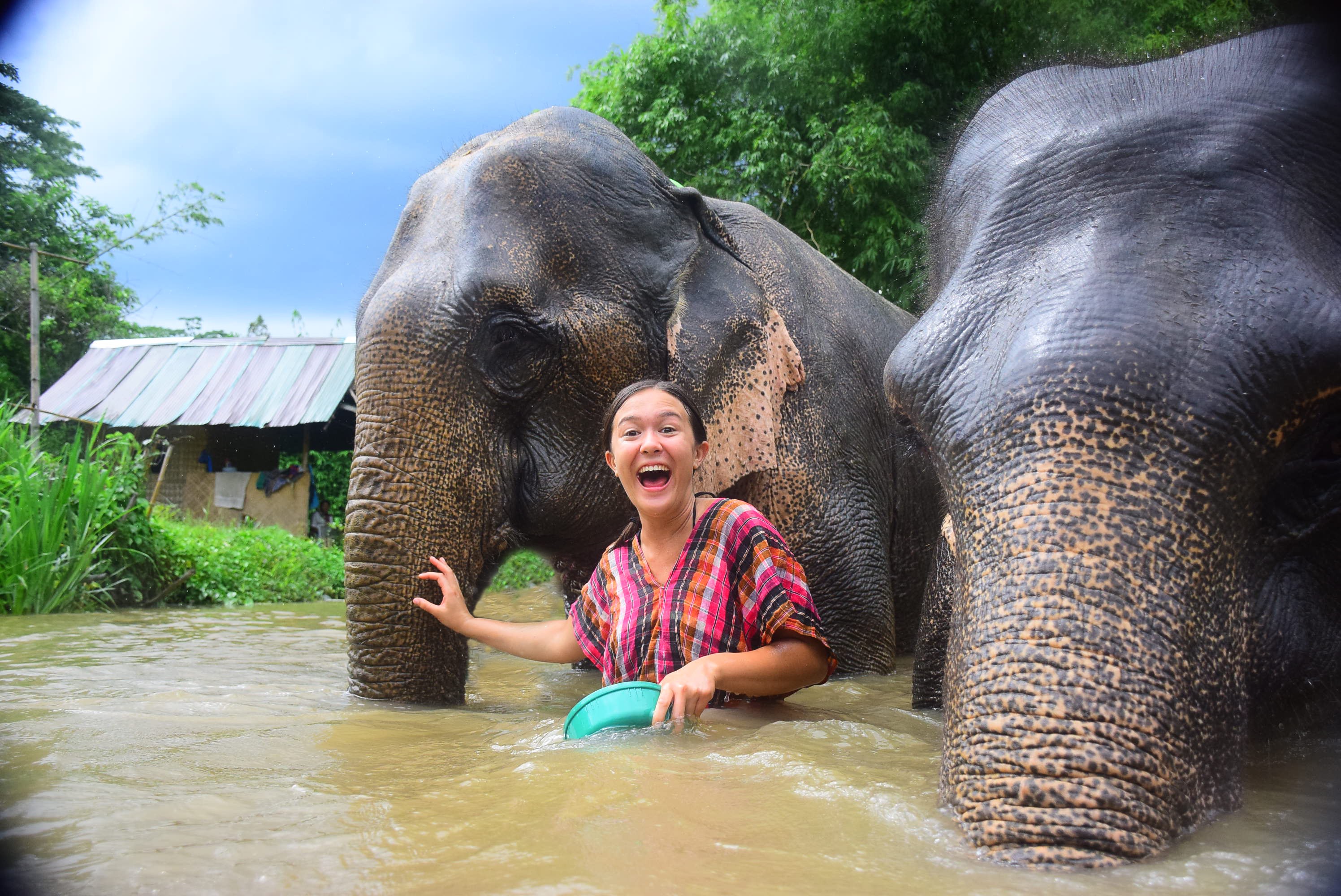 Chiang Mai Elephant Retirement Park Half-Day Elephant Care Tour - Lunch Included