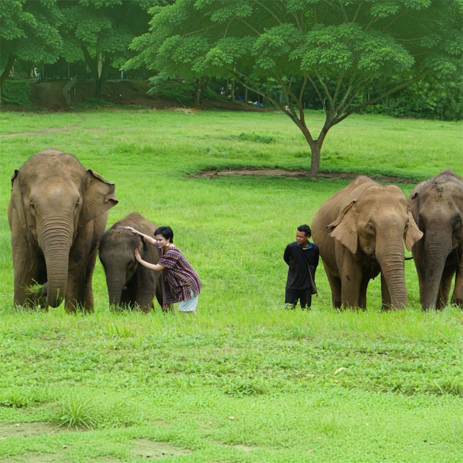 Chiang Mai Ethical Elephant Sanctuary Feeding Experience